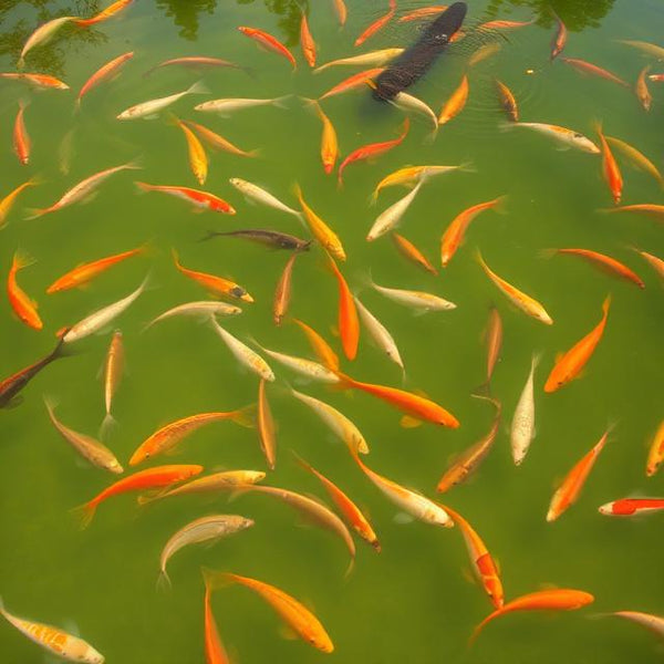 Aquaculture